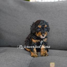 Cockapoo and Goldendoodle Puppies from My Forever Best Friend