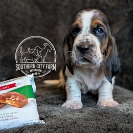 Praline - Black brown and white female Basset Hound puppy in Talbotton, Georgia from Southern City Bassets