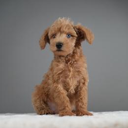 Woody - Apricot male Schnoodle puppy in Caldwell, Idaho from Boise Doodle Co.