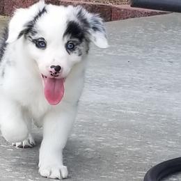 Border Collie Puppies from Bond Border Collies