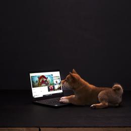 Shiba Inu and Yorkshire Terrier Puppies from Royal Kennels