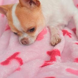 Chihuahua puppies from The Yorkie n’ Chihuahua Haus