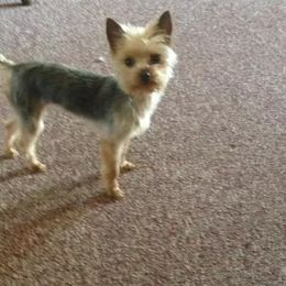 Yorkshire Terriers from European Treasures