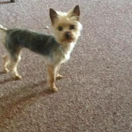 Yorkshire Terriers from European Treasures