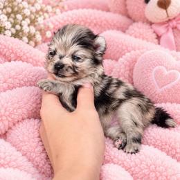 Lucky - Blue merle female Pomeranian puppy in Edinburg, Texas from Divine Valley Poms