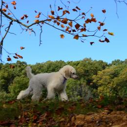 Poodle Puppies from D and D Standard Poodles