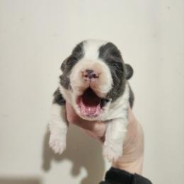 Ethel - Gray and white female American Corgi puppy in Odessa, Missouri from LOYAL T K9's CORGIS