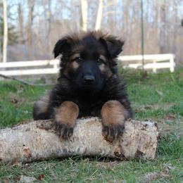 German Shepherd and Great Pyrenees Puppies from Reicherthaus GSD's & Timberbluff's Great Pyrenees