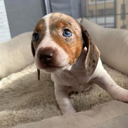 Fati - Dapple female Dachshund puppy in Homstead, Florida from Bravo Dachshunds