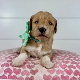 Mint - Mint Collar - Apricot female Goldendoodle puppy in The Woodlands, Texas from Golden Fields Doodles