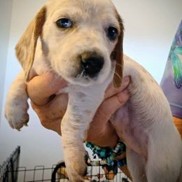Patches - Piebald female Dachshund puppy in Pahrump, Nevada from Heaven Sent Doxies