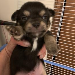 American Staffordshire Terrier and Chihuahua Puppies from Bellastaff