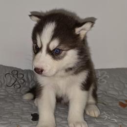Fire cracker - Red and white male Siberian Husky puppy in Kansas City, Missouri from Anuun's Huskies