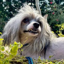 Vinny - Silver male Chinese Crested puppy in Lutz, Florida from Halcyon Chinese Cresteds
