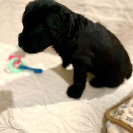 Giant Schnauzer and Poodle Puppies from Mississippi Poodles, Doodles and Giants