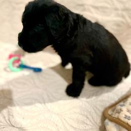 Giant Schnauzer and Poodle Puppies from Mississippi Poodles, Doodles and Giants
