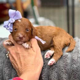 OLIPOP - Red  female Goldendoodle puppy in Macon County, North Carolina from Mountain Doodles