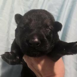 Dark blue collar - Sable male German Shepherd puppy in Oscoda, Michigan from Sstar