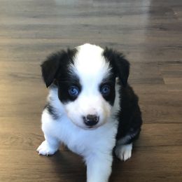 Girl 3 - Miniature Australian Shepherd puppy in Corydon, Indiana from Arbuckle’s Lookin Good Aussies (LGA)
