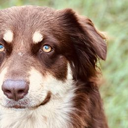 Australian Shepherds from Udder Chaos Ranch