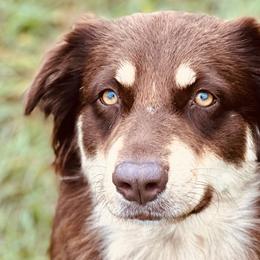 Australian Shepherds from Udder Chaos Ranch