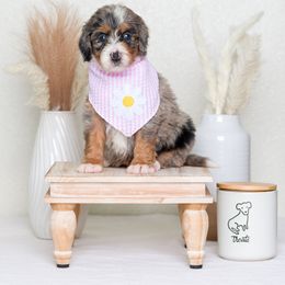 Bernedoodle Puppies from Pawsh Bernedoodles