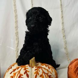 Maple - Black female Goldendoodle puppy in Cedartown, Georgia from Loyal Doodles