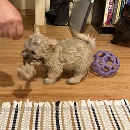 Ms. Ewok - Wheaten female Cairn Terrier puppy in Terrebonne, Oregon from Central Oregon Cairn Terriers
