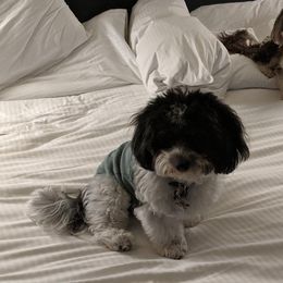 Maude - Havanese