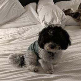 Maude - Havanese