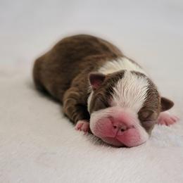 Boston Terrier Puppies from White Valley Boston Terriers