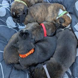 Boxer puppies from Balltown Boxers