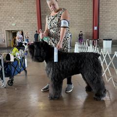 River - Bouvier des Flandres