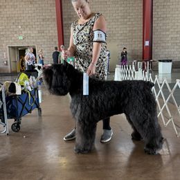 River - Bouvier des Flandres