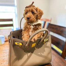 Walrus - Red  female Goldendoodle puppy in Sulphur, Louisiana from Curly Q’s Of Carlyss