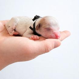 Chili - Cream male Cavapoo puppy in Beech Island, South Carolina from New Moon Farm Canines