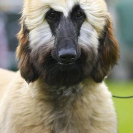 Afghan Hounds and Cocker Spaniels from Michele's Pups