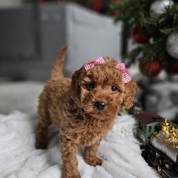 Labradoodle Puppies from Sashasdoodles