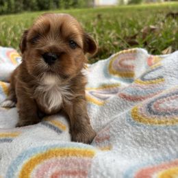 Minnow - Red male Lhasa Apso puppy in Albany, Georgia from Clark's Lhasas
