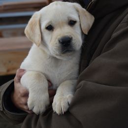 Labrador Retriever Puppies from Kolfyre Labradors