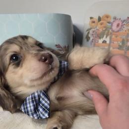 Tony - Dapple male Dachshund puppy in Batesville, Arkansas from Willow Tree Dachshunds