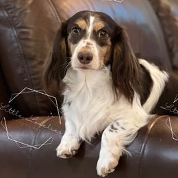 Max - Dachshund