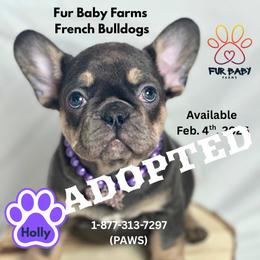 Holly - Blue female French Bulldog puppy in Michigan from Fur Baby Farms