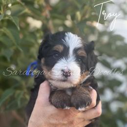 Troy - Tri-color male Bernedoodle puppy in Saratoga Springs, Utah from Saratoga Springs Doodles