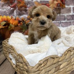 Autumn - Wheaten female Miniature Schnauzer puppy in Lufkin, Texas from C&K’s Schnauzer House