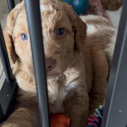 Boy 1 - Red  male Goldendoodle puppy in Orlando, Florida from Island Doodle Co. - Goldendoodles Raised with Love