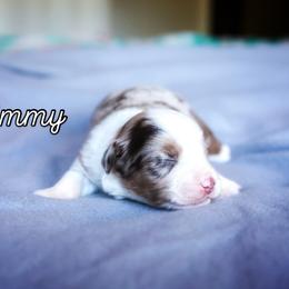 Jimmy - Red merle male Miniature American Shepherd puppy in Battle Ground, Washington from Casita Miniature American Shepherds