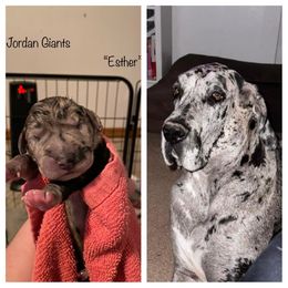 Girl 6 - Great Dane puppy in Lawrenceburg, Indiana from Jordan Giants