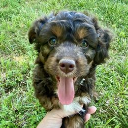 Boy 5 Red Collar - Aussiedoodle puppy in Cross Plains, Tennessee from Cross-Tied Farm Aussiedoodles