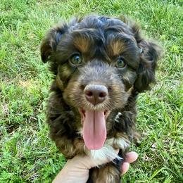 Boy 5 Red Collar - Aussiedoodle puppy in Cross Plains, Tennessee from Cross-Tied Farm Aussiedoodles